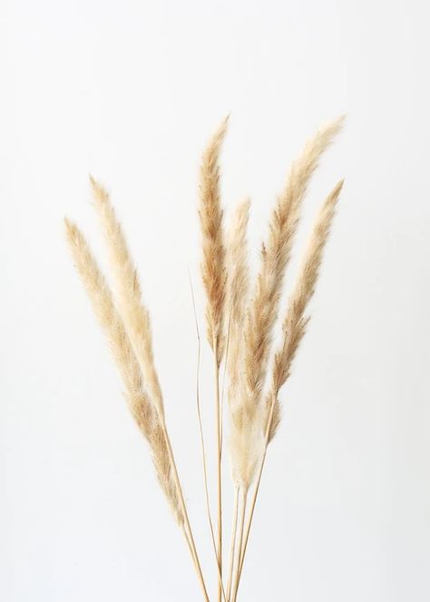 Dried Natural Pampas Grass | Natural Grasses | Afloral — Afloral.com Diy Dried Flower Arrangement, Country Wedding Decorations, Pumpkin Centerpieces, Tall Vases, Dried Flower Arrangements, Natural Tan, Pampas Grass, How To Preserve Flowers, Fake Flowers