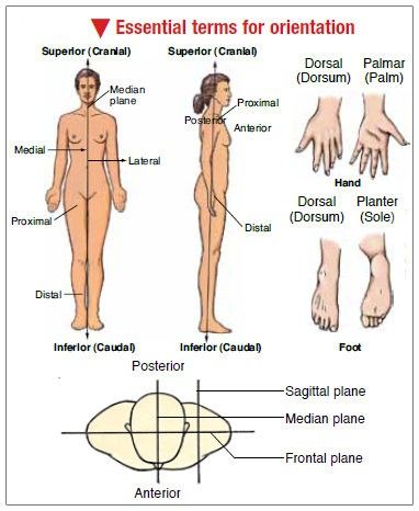 Basics Emt Basic Study Test Prep, Anatomy Terminology, Anatomical Planes, Body Planes, Emt Life, Emt Study, Nurse Career, Whatsapp Tricks, Study Resources