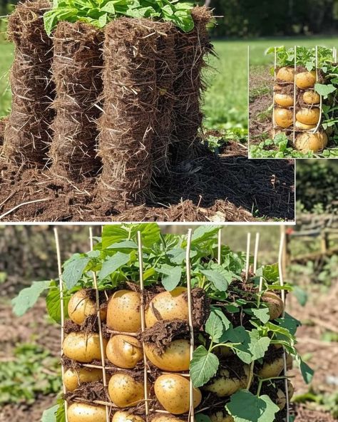 My Perfect Garden Potato Tower, Crochet Couture, Growing Potatoes, Minimal Space, A Potato, Perfect Garden, Growing Food, Build Your Own, Vegetable Garden