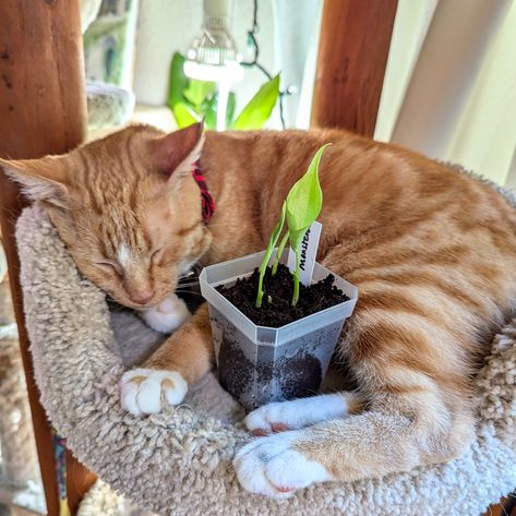 Little Summer cuddling with recently germinated Monstera Delicious 💚🌿

*Warning: Monsteras are NOT pet-friendly. I can't do this with our other cat because she will try to eat it but Summer is a good girl. #PlantandParentLovers #PetsofInstagram #PlantsandPaws I Cant Do This, Good Girl, Indoor Garden, Pet Friendly, House Plants, Create Yourself, Cool Girl, Seeds, Pet