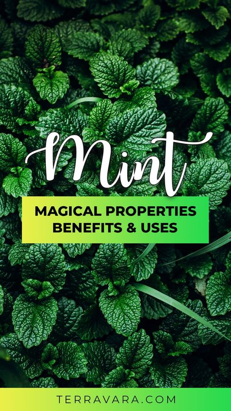 Mint magical properties, health benefits and uses. Mint Properties Magic, Pepermint Plant, Ashwaghanda Benefits, Mint Tea Benefits, Peppermint Herb, Mint Herb, Peppermint Plants, Witch Herbs, Plant Benefits