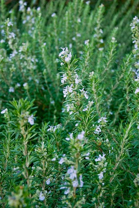 How to Grow Rosemary in the Home Herb Garden | Gardener’s Path Rosemary In Garden, Outdoor Herbs, Home Herb Garden, How To Grow Rosemary, Grow Rosemary, Plants That Repel Flies, Repel Flies, Growing Rosemary, Pea Plant