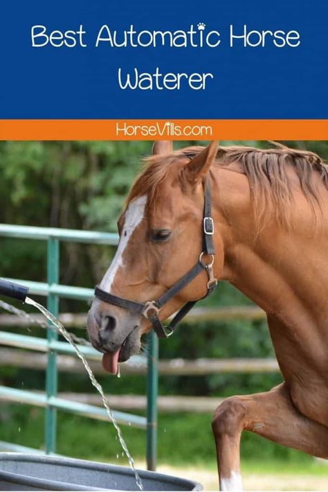 8 Best Automatic Horse Waterer [2022 Review & Buying Guide] Automatic Horse Waterer, Cat Behavior Chart, Cat Behavior Facts, Cat Behavior Problems, Automatic Waterer, Horse Water, Classic Equine, 2022 Review, Types Of Horses