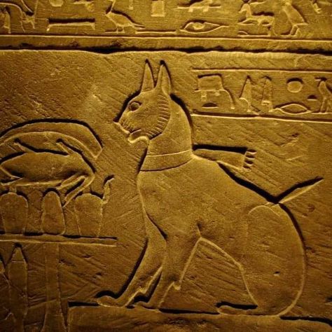 Ancient Egyptians believed cats had magical powers. Wealthy families hung jewelry and ornaments on their cats and dressed them in expensive clothes. They would treat cats just as they did pharaohs. If the cat died, it was embalmed. Cats In Ancient Egypt, Egypt Cat, Egypt Hieroglyphics, Egyptian Cats, Egyptian Queen Nefertiti, Prince Of Egypt, Egyptian Cat, Ancient Egypt Art, Ancient Egyptians