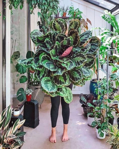 The 10 Prettiest Chinese Indoor Plants - Decoholic Calathea Plant, Chinese Money Plant, Tiny Plants, Plant Decor Indoor, Plant Aesthetic, Monstera Plant, House Plants Indoor, Plant Mom, Decor Minimalist