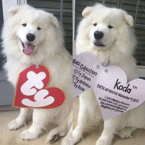 My dog @kodathesamoyed in his beanie baby costume for Halloween! Isn't he the cutest?! Doodle Tips, Beanie Baby Costumes, Punny Costumes, Punny Halloween Costumes, Costumes Funny, Baby Kostüm, Diy Dog Costumes, Pet Halloween Costumes, Animal Costumes