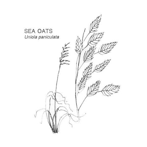 Untitled Document Sea Oats Tattoo, Innocence Tattoo, Wetland Plants, Simple Line Tattoo, J Tattoo, Sea Oats, Beach Grass, Shop Branding, Creative T Shirt Design