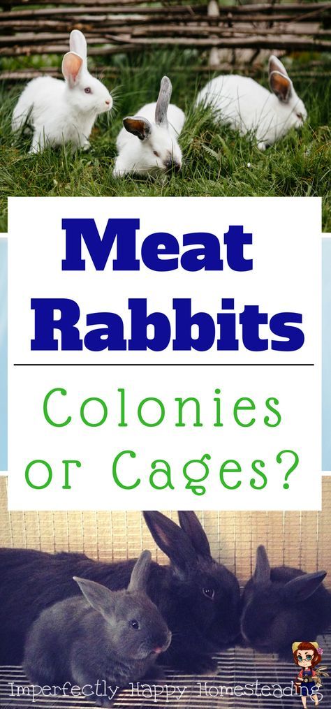 Raising Meat Rabbits, Rabbits For Meat, Rabbit Cages Outdoor, Raising Rabbits For Meat, Homesteading Animals, Rabbit Farm, Meat Rabbits, Raising Rabbits, Backyard Farm