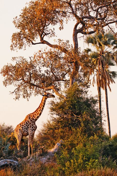 “Unpick one piece and the whole thing falls apart”: navigating the winding waterways of the Okavango Delta during a tumultuous time for the majestic ecosystem | CN Traveller Nutrient Cycle, Water World, Palm Island, Okavango Delta, Indigenous Community, Epic Journey, Ecosystem, Botswana, National Geographic