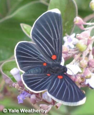 Art Papillon, Cool Insects, Moth Caterpillar, Flying Flowers, Beautiful Bugs, Flying Insects, Butterfly Kisses, Flowers Beautiful, Black Butterfly