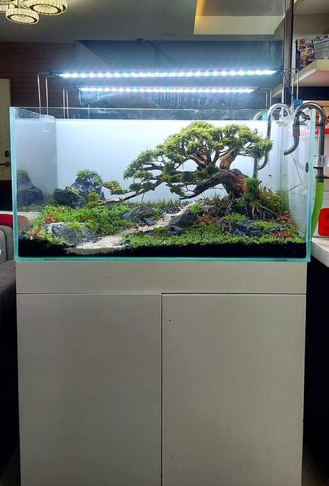 Beta Fish Aquascape, Big Aquarium Ideas, Forest Fish Tank, Tree Aquascape, Aquarium Setup Ideas, Seahorse Tank, Aquascaping Ideas, Aquascape Ideas, Aquarium Sand