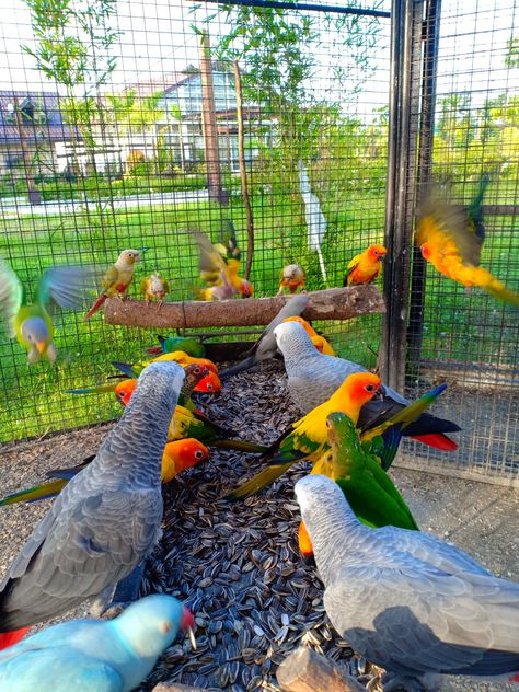 Parrot Habitat, Parrot Aviary, Outdoor Aviary, Living In Luxury, Birds Cage, Birds For Kids, Talking Parrots, Bird Aviary, Farm Lifestyle