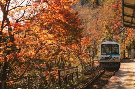 Autumn In Kyoto, Halloween In Japan, Tokyo Autumn, Japan In November, Kyoto Autumn, Japan Countryside, Korea Autumn, Japan Nature, Japan Autumn