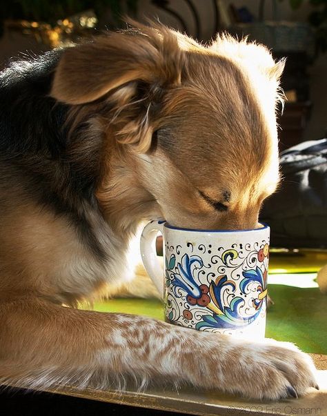 ☕ Coffee loving dog ☕ Golden Moments, Funny Bunnies, My Coffee, Golden Retrievers, Coffee Love, Whippet, My Day, Coffee Time, Dog Life