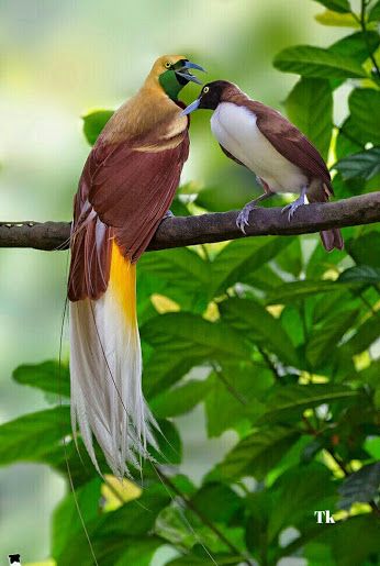 Lesser Bird of Paradise (Male and Female) Greater Bird Of Paradise, Unique Birds, Most Beautiful Birds, Kinds Of Birds, Rare Birds, Two Birds, Bird Of Paradise, All Birds, Exotic Birds