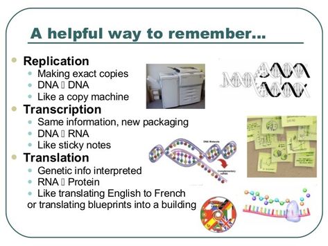 Replication Of Dna Notes, Dna Replication Diagram, Dna Replication Notes, Dna Translation, Dna Transcription And Translation, Microbiology Study, Biochemistry Notes, Dna Polymerase, Learn Biology