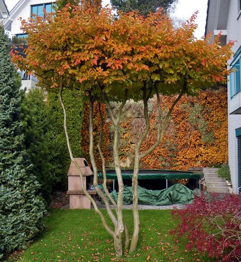 Parrotia persica Persian Ironwood topiary Parrotia Persica, Riverside Garden, Small Urban Garden, Dutch Gardens, Future Garden, Specimen Trees, Garden Idea, Mediterranean Garden, Backyard Garden Design