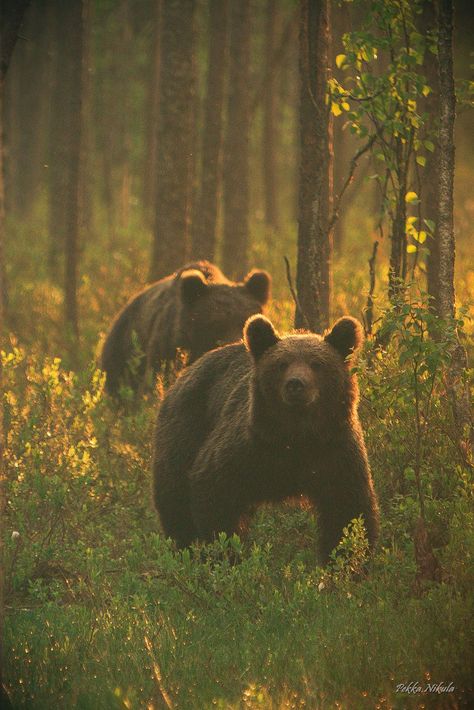 https://flic.kr/p/HQJo3G | Teddybears on a walk | ... Two Bears, Bear Paintings, Brown Bears, Morning Walk, Love Bear, Woodland Creatures, Nature Aesthetic, Wildlife Art, Animal Photo