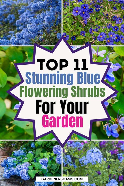 11 Of The Best Blue Flowering Shrubs | Gardening For Beginners Blue Flowering Shrubs, California Lilac, Big Leaf Hydrangea, Periwinkle Flowers, Flowering Bushes, Dark Blue Flowers, Sun Garden, Perennial Shrubs, Evergreen Plants