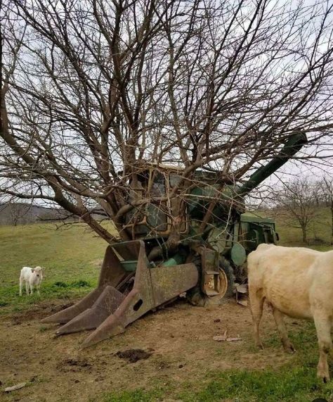 Farm Humor, Weird Trees, Random Objects, Bizarre Pictures, Picture Tree, For The Last Time, John Deere Equipment, Old Farm Equipment, Antique Tractors