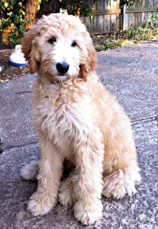 50+ Cutest Labradoodle Pictures - The Paws Labradoodle Haircuts, Labradoodle Cuts, Labradoodle Pictures, Doodle Haircuts, Labradoodle Haircut, Doodle Cuts, Labradoodle Grooming, Goldendoodle Haircuts, Anjing Poodle