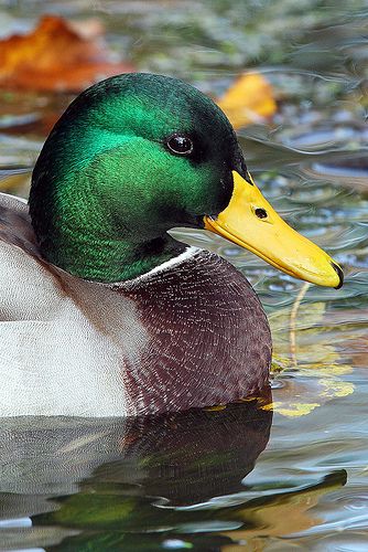 Male Mallard Duck Portrait... | I know its just a Duck but i… | Flickr Duck Photography, Duck Pictures, Duck Photo, Duck Art, Mallard Duck, Bird Wallpaper, A Duck, Nature Birds, Foto Art