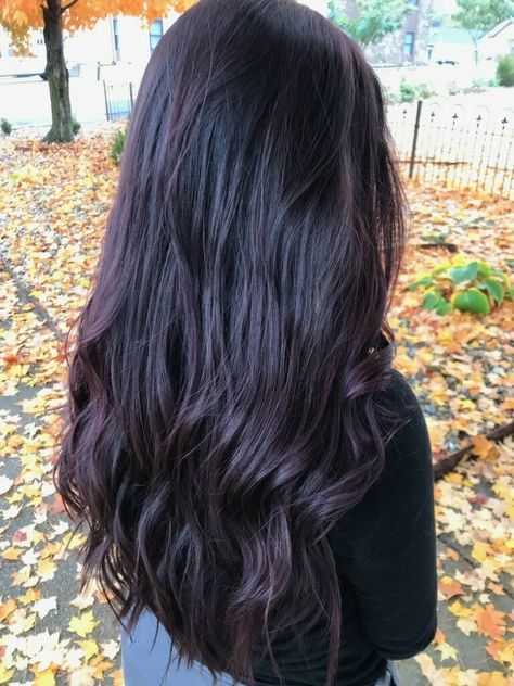 Burgundy Fall Hair, Plum Black Hair, Violet Black Hair, Dark Violet Hair, Blackberry Hair Colour, Deep Burgundy Hair, Purple Black Hair, Burgundy Hair Dye, Black Cherry Hair