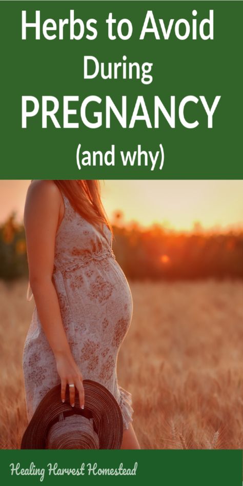 Which herbs should pregnant women avoid and why? I’m sure you’ve wondered about what herbs and medications are safe during pregnancy, just as I have. Here are the main categories of herbs that pregnant women should never take and why. #pregnancy #he… Pregnancy Herbs, Pregnancy Info, Pregnancy Information, Pumping Moms, Natural Pregnancy, Baby Sleep Problems, Pregnant Mom, Pregnant Woman, Healthy Pregnancy