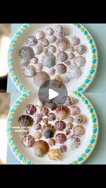 Jojo | Florida seashells + art | Mineral oil is key!✨ | Instagram Florida Seashells, Seashell Centerpieces, Seashells Art, Key Instagram, Shells Crafts, Seashell Art Diy, Driftwood Ideas, Shell Yeah, Seashell Art