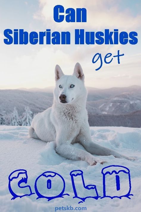 Siberian Dog, Husky Facts, Siberian Husky Facts, Dog Life Hacks, Dogs Husky, Dog Husky, All Breeds Of Dogs, My Husky, Dog Information