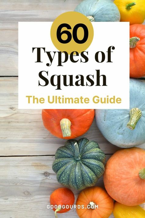 60 Types of Squash Types Of Squash Winter, Types Of Squash Summer, Different Squash Types, Varieties Of Squash, Types Of Squash, Carnival Squash, Sweet Dumpling Squash, Squash Types, Winter Squash Varieties