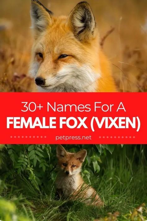 female fox names for naming a pet fox Fox Names, Female Fox, Powerful Names, Unisex Name, Fox Kids, Fennec Fox, Exotic Animals, Pet Fox, Cute Names