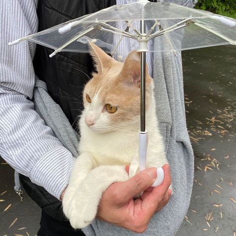 Cat Umbrella, Cute Umbrellas, Cat Call, Japanese Cat, Interactive Cat Toys, Kitten Love, 웃긴 사진, Custom Cat, Cat Names