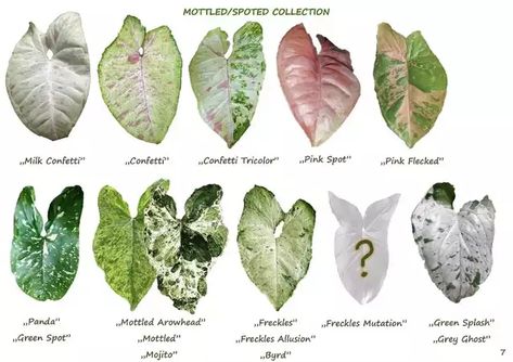 Popular Syngoniums Created by Robert Pokrywka - Imgur Syngonium Varieties, Plant Leaf Identification, Indoor Plants Names, Leaf Identification, Arrowhead Plant, Tropical Garden Design, Philodendron Plant, Inside Plants, Pothos Plant