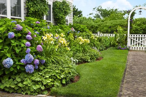 A Nantucket Cottage Garden Finds its Sweet Spot - This Old House Nantucket Garden, Ladies Mantle, Nantucket Gardens, Entry Garden, Garden Hydrangea, Nantucket Cottage, Island Garden, Garden Netting, Vegetable Garden For Beginners