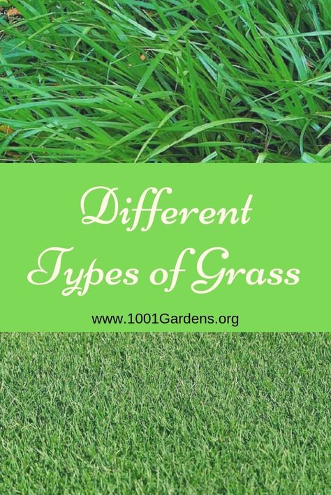 An overview of the different types of grass    While selecting types of grass, you should go for those that thrive in the local climate and area conditions like sun or shade. Choose the most appropriate one keeping in mind the needs of the entire family, including pets, adults, and children. #Botanical #Gardendesign #Gardenideas #Gardeningtips #Gardens #Herbgarden #Landscaping #Lawncare Best Grass Seed Lawn, Growing Grass In Sandy Soil, Bermuda Grass Seed, Zoysia Grass Seed, Lawn Grass Types, Fescue Grass Seed, Tall Fescue Grass, Different Types Of Grass, Grass Care Tips Green Lawn