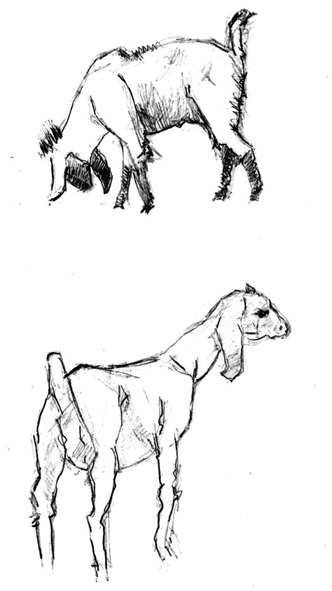 Goat Drawing Realistic, Goat Sketch Drawings, Goat Drawing Sketch, Goats Drawing, Goat Sketch, Goat Drawing, Donkey Cart, Goat Art, Children Sketch