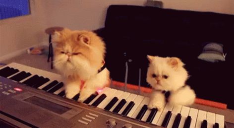 Music GIF - Music - Discover & Share GIFs Music Gif, Gatos Cool, Best Cat Gifs, Play Piano, Playing Piano, Cat Playing, Funny Cat Videos, Piano Music, Crazy Cat Lady