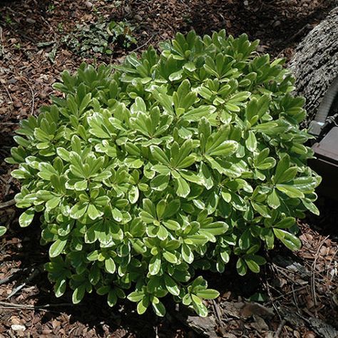 Japanese Pittosporum, Mock Orange Shrub, Pittosporum Tobira, Small Trees For Garden, Texas Native Plants, Low Maintenance Shrubs, Mock Orange, Tree Garden, Evergreen Plants