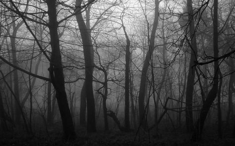 Google Backgrounds, Halloween Desktop Wallpaper, Creepy Images, Scary Wallpaper, Gothic Wallpaper, Creepy Pictures, Forest Background, Black Background Images, Night Forest