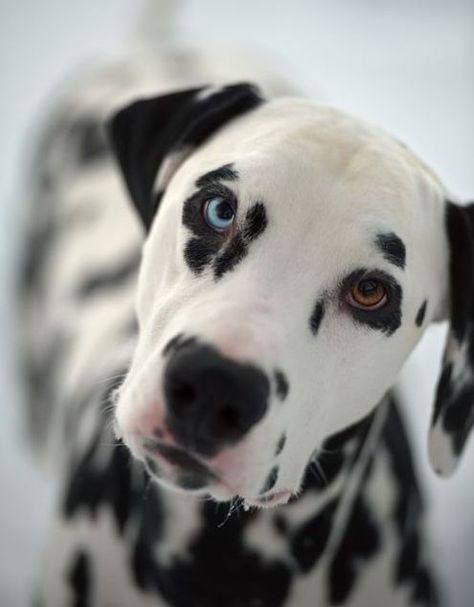 #Dalmatian #Heterochromia #Photography #Dog Lovely Animals, Animal References, Crazy Funny, Animals Of The World, Cute Puppy, Cute Pics, Pet Names, Dalmatian, Adorable Animals