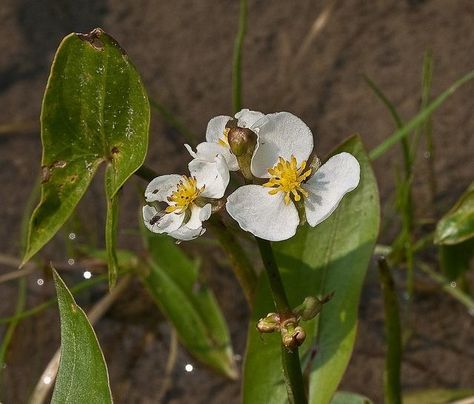 Katniss Flower, Flower Images, Demon Slayer, Plants, Flowers, Pins, Quick Saves