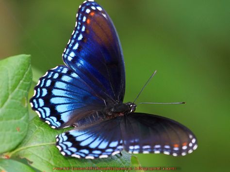 Butterfly wings are sealed with covering rows of tiny scales, a distinguishing butterflies percentage with their cuss lepidopterans, the moths. Description from world-beautifulwallpapers.blogspot.com. I searched for this on bing.com/images Red Spotted Purple Butterfly, Purple Butterfly Tattoo, Purple Butterfly Wallpaper, Butterfly Live, Most Beautiful Butterfly, Types Of Butterflies, Blue Butterfly Wallpaper, Butterfly Background, Butterfly Wallpaper Iphone