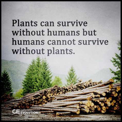 Embedded image Eco Quotes, Environmental Quotes, Environment Quotes, Save Planet Earth, Earth Quotes, Save Mother Earth, Save Our Earth, Save Nature, About Plants