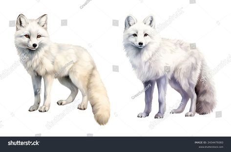 Watercolor Arctic fox. Illustration clipart isolated on white background. Arctic Fox Drawing, Artic Fox Drawings, Winter Fox Illustration, Arctic Fox Watercolor, Fox Winter Illustration, Fox Illustration, Arctic Fox, Christmas Watercolor, Image Illustration