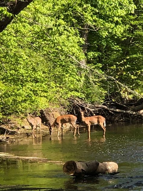 Changing Aesthetic, Types Of Aesthetics, Deer Creek, Cambodia Travel, Lost In The Woods, Walk In The Woods, Project Inspiration, Girls Life, Nature Animals