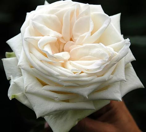 White O' Hara, Fragrant Garden Rose / Alexandra Farms O Hara Rose, White Garden Roses, Cream Garden, Flower Moxie, Rose Farm, Heritage Rose, Long Vase, Diy Bridal Bouquet, Wedding Roses