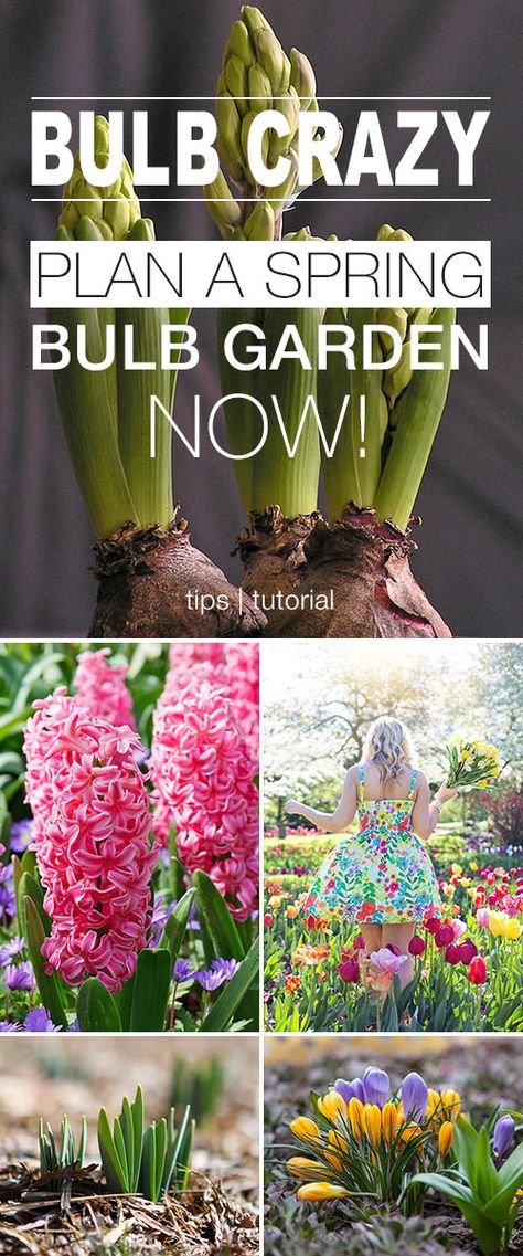 Bulb Crazy - Plan A Spring Bulb Garden Now Spring Bulb Garden, Spring Bulbs Garden, Planting Bulbs In Spring, Bulb Garden, Dream Backyard Garden, Small City Garden, Backyard Garden Layout, Landscaping Inspiration, Small Backyard Gardens