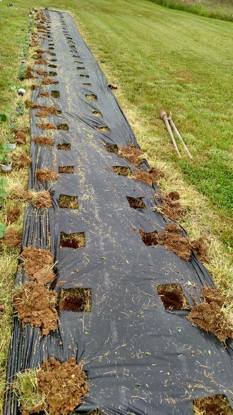 Planting the new strawberry patch Berry Garden, Strawberry Garden, Homestead Gardens, Plants Growing, Strawberry Patch, Growing Strawberries, Strawberry Plants, Veg Garden, Home Vegetable Garden