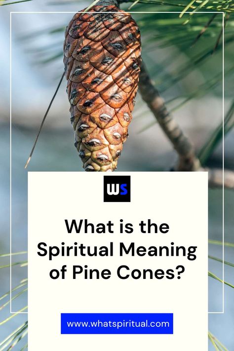 9 Spiritual Meanings of Pine Cones & Trees with Symbolism 2 Pine Cone Spiritual Meaning, Pine Cone Tree, Cone Trees, Spiral Pattern, Spiritual Enlightenment, Inner Light, Spiritual Development, Spiritual Meaning, New Growth